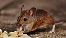 24 Hour & Emergency Exterminators in Church Creek, MD